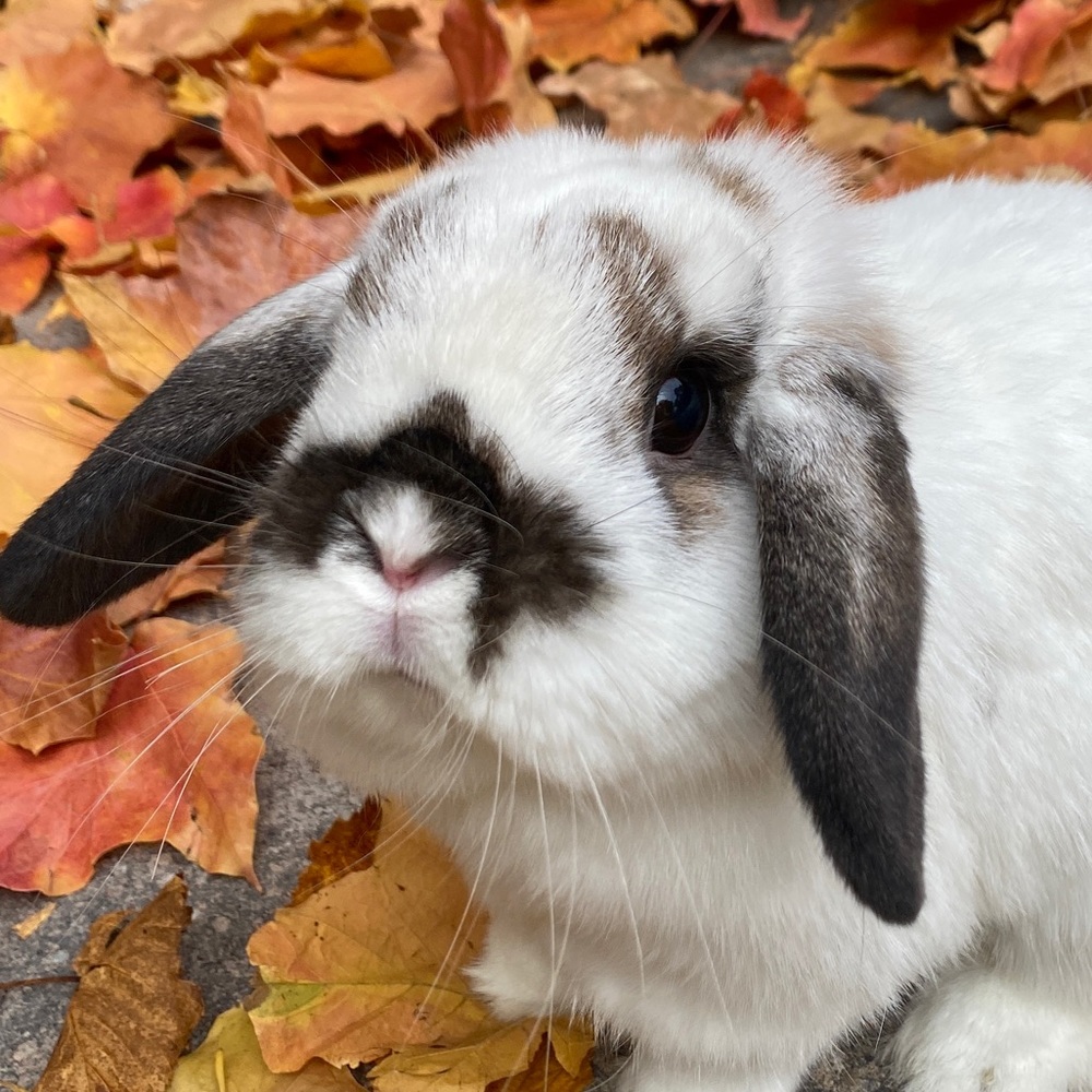 Meet your Posher, Audrey